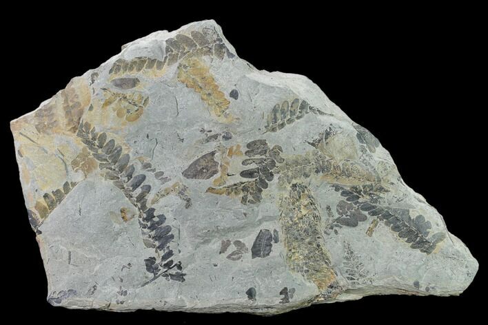 Fossil Fern (Neuropteris & Macroneuropteris) Plate - Kentucky #137733